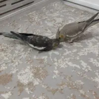 عروس هلندی خوشکل وسرحال|پرنده|سقز, |دیوار