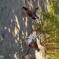 تخم مرغ گلین محلی