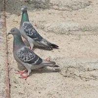 کبوتر ..|پرنده|نورآباد ممسنی, |دیوار