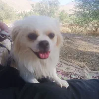 هرکس کسی می خواد زنگ بزنه 10تومن