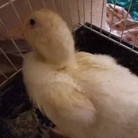 اردک|حیوانات مزرعه|تهران, شیوا|دیوار