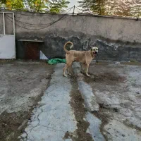 سگ سرابی عراقی پژدر