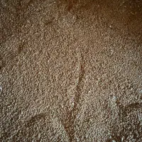 گندم بذری اوبا
