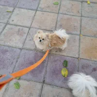 پامرانین نباتی|سگ|مشهد, کوی المهدی|دیوار