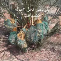 انواع نخل مجول پیارم برحی