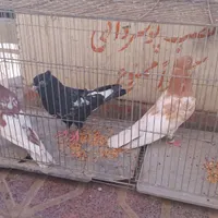 کفتررنگه|پرنده|تربت جام, شاد|دیوار