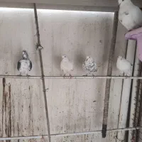 کبوتر پرشی|پرنده|کهریزک, |دیوار