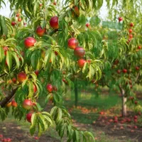 نهال شلیل شبرنگ، میوه لوکس تابستانی