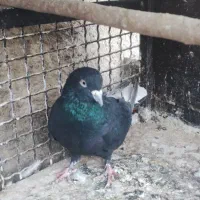 نر زاغ دمسفید|پرنده|قم, پردیسان|دیوار