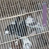 کفتر|پرنده|اسفراین, |دیوار