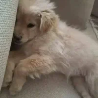 سگ پامر|سگ|مشهد, نوفل لوشاتو|دیوار