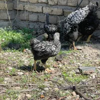 جوجه ویاندوت سیلور بیگ سایز