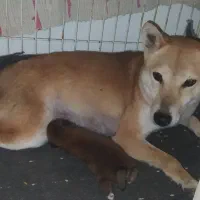 سگ شیبا اینو توله و بالغ