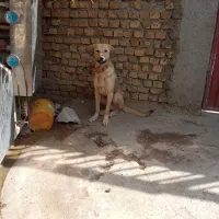 سگ خراسانی