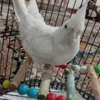 عروس هلندی آلبینو
