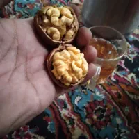 گردو کلات پرچرب کلات رسید خوشمزه|خوردنی و آشامیدنی|مشهد, شهید شهریاری|دیوار