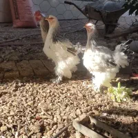 مرغ برهما