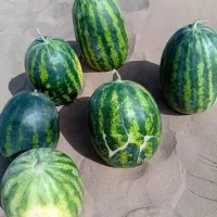 هندوانه دیمه اردمه نیشابور|خوردنی و آشامیدنی|مشهد, شهرک ابوذر|دیوار