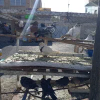 کبوتر همه رقم حراجی جمعه