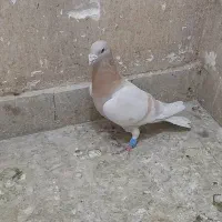 پلاکی|پرنده|شیراز, شهرک گلستان|دیوار