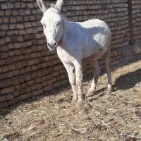 الاغ.خر|حیوانات مزرعه|مشهد, كنويست|دیوار