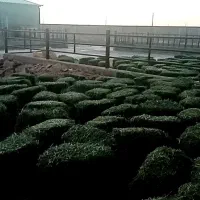 فروش یونجه وسفال گندم به صورت کلی|عمده‌فروشی|نیشابور, ریوند|دیوار