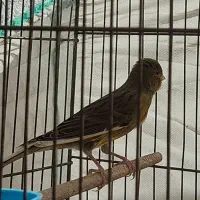 قناری|پرنده|شیراز, دینکان|دیوار