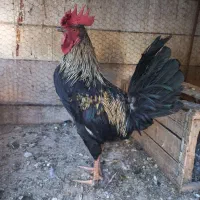 خروس سیاه