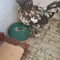 مرغ سلطان|حیوانات مزرعه|قم, بکایی|دیوار