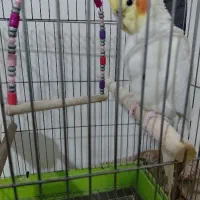 برای فروش