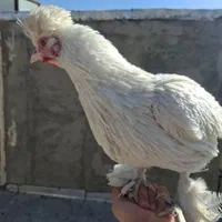 مرغ سلطان|حیوانات مزرعه|اصفهان, درب سیبه علیا|دیوار