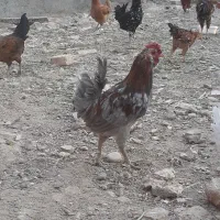 خروس گلین