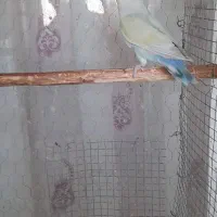 کوتوله‌ماده