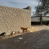 مالینیویز رایگان