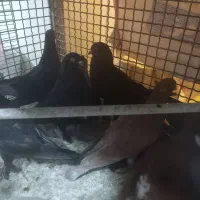 کبوتر|پرنده|خسروشاه, |دیوار