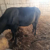گاو ..تلیسه سنگین وزن
