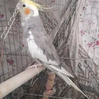 عروس هلندی نر|پرنده|کرج, شهرک فهمیده|دیوار