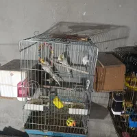 5 جفت عروس و 4عدد گرینچیک 8عدد جوجه عروس|پرنده|قرچک, شهرک الحدید|دیوار