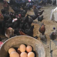 تخم مرغ رسمی