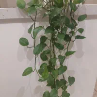 گلدان پتوس