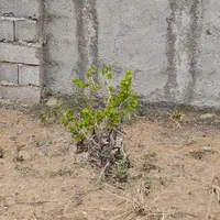 فروش زمین ۲۶۰ متری/باغچه.باغ/چهاردیواری|فروش زمین و ملک کلنگی|رباط‌کریم, پیغمبر|دیوار