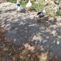 غاز|حیوانات مزرعه|شهریار, بکه|دیوار