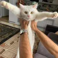 گربه ملوس‌ و خوشگل واگذاری