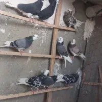 ۹ عدد شازده آنتیک|پرنده|همدان, |دیوار