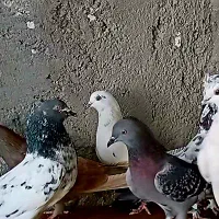 کبوتر پرشی معاوضه