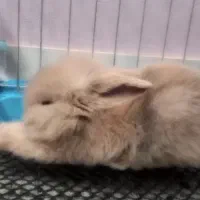 فروش خرگوش لوپ|موش و خرگوش|اصفهان, سپاهانشهر|دیوار