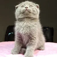 بچه گربه اسکاتیش خرسی|گربه|تهران, تهرانسر مرکزی|دیوار