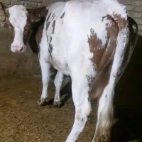 ۲عدد گاو جوان گوشتی چاق کیلویی ۳۸۰فول گوشت