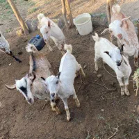 کهره|حیوانات مزرعه|تخت, |دیوار