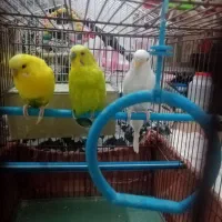 فروش مرغ عشق|پرنده|جهرم, |دیوار